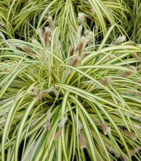 Carex osimensis "evergold"